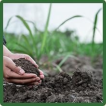 Adaptable Sheeps Fine Fescue Grass Seed For Erosion Control or Lawns