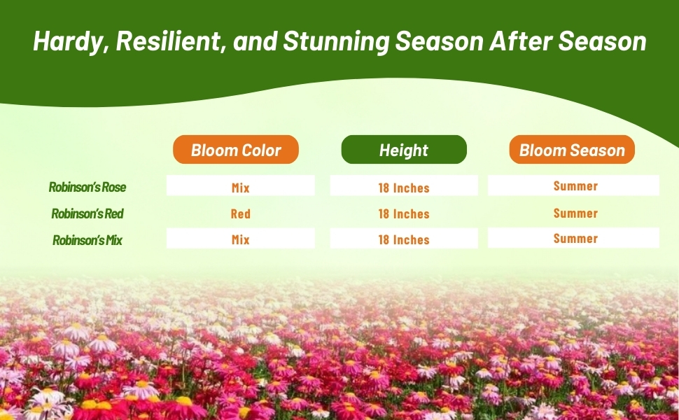 Bloom Season, Color, & Height Chart of Chrysanthemum Pyrethrum Robinson's Flowers