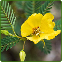 Cold Hardy Partridge Peas