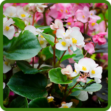 Dragon Wing Begonia Glossy, Wing-shaped Foliage