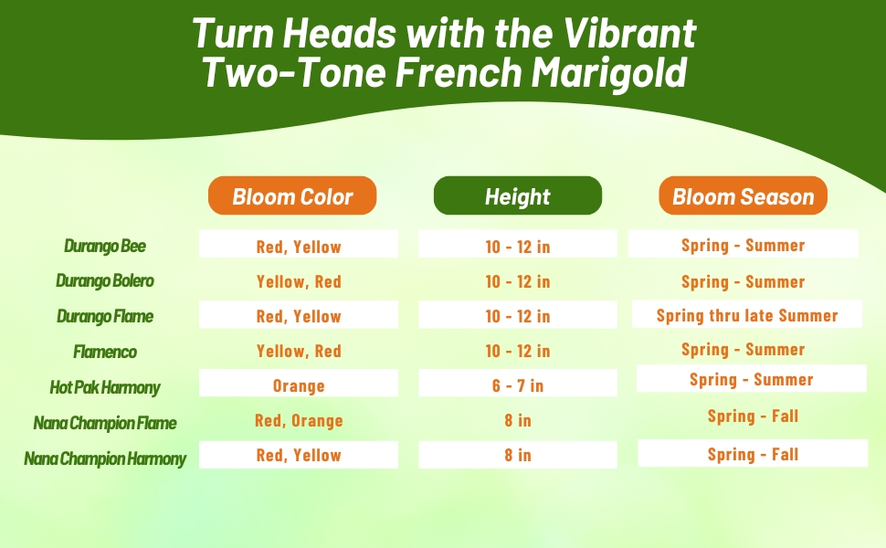 Bloom Time, Height, and Flower Color Chart of Tagetes Patula Marigold
