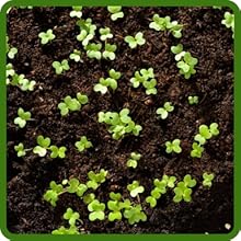 Adaptabile Alsike Clover Acicid or Alkaline Soil