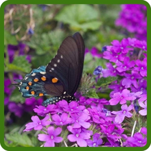 Vervain Blossoms Attracting Pollinators