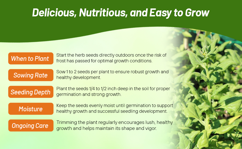 Planting Directions For New Zealand Spinach Vegetable Seeds