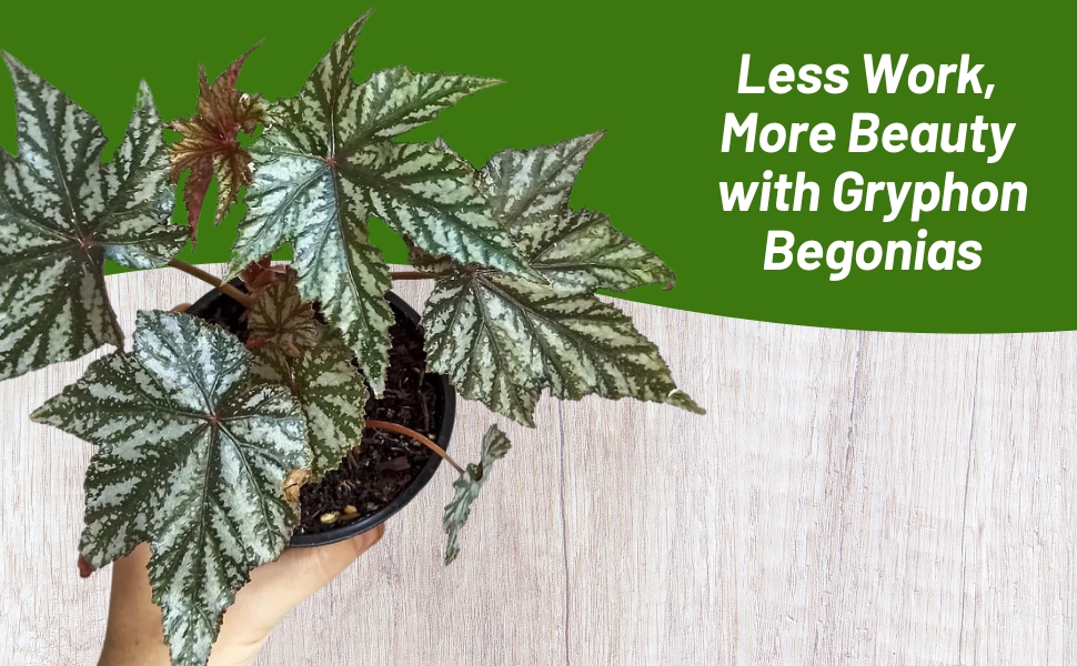 Person Holding Gryphon Begonia Plant in Container