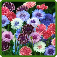 Annual Cornflower Flower Seed Mixture