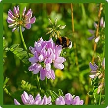 Nitrogen Fixation Crown Vetch Seed