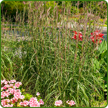 Big Bluestem Ornamental Grass Seeds
