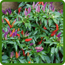 Decorative Foliage of Pepper Plants