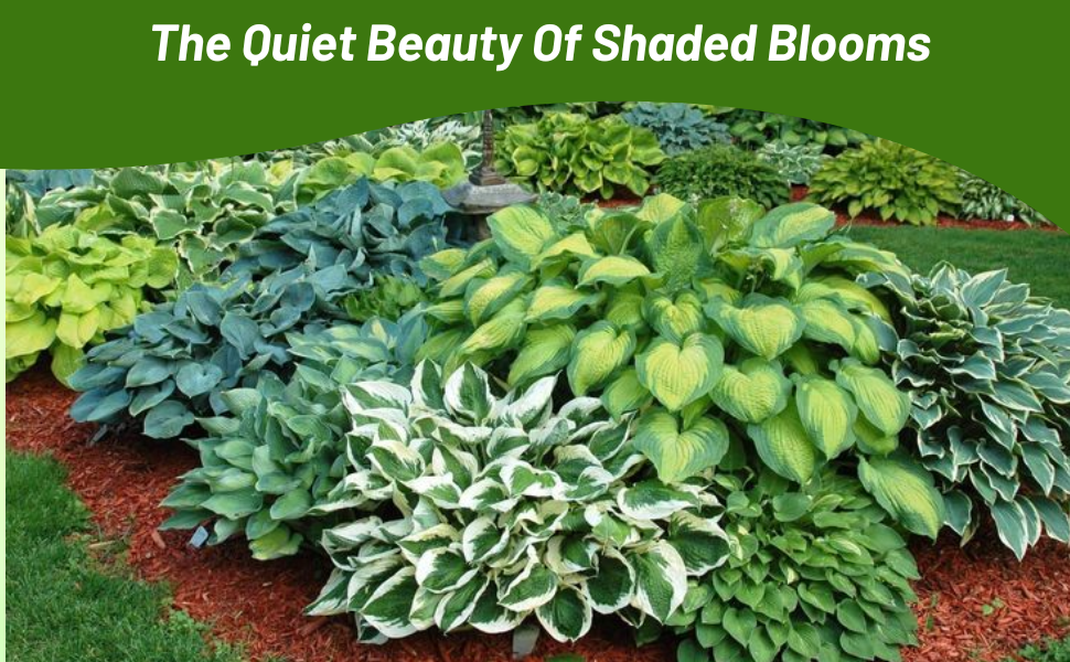 Hosta Shade Foliage Plants For Beds & Borders