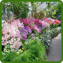 Schizanthus Butterfly Flower Bush Growth Habit