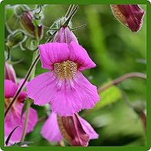 thumbnail image 2 of 15+ Lilac / Lavender Abutilon Flowering Maple Seeds – Perennial (Zones 7-10) Full Sun To Partial Shade 2 of 6