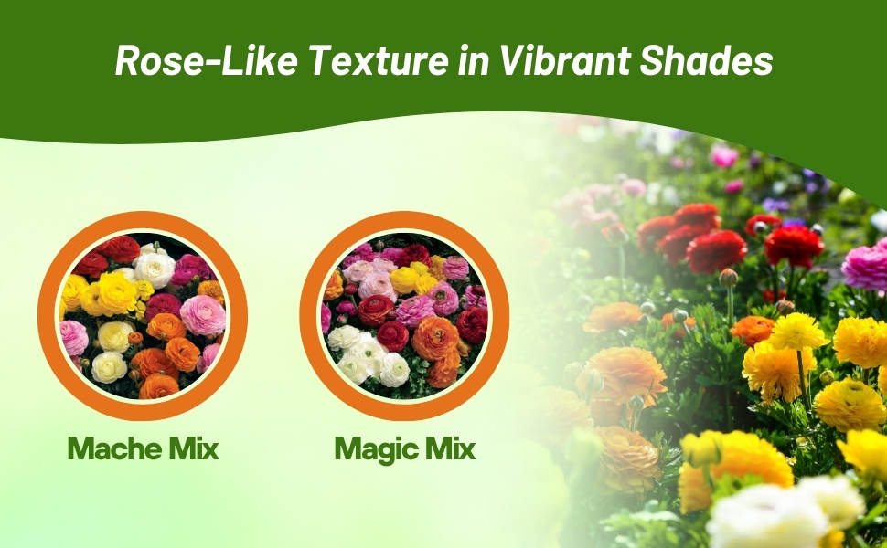 Ranunculus Magic & Mache Flower Seed Mixtures