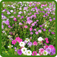 Candytuft Plants on Slope for Erosion Control