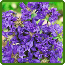 Campanula Glomerata Clustered Bellflower