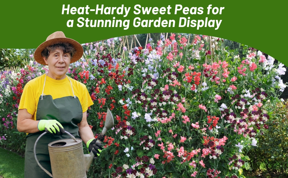 Women Watering Old Spice Lathyrus Sweet Peas Flowers