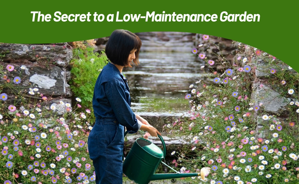 Women Watering Low Maintenance Erigon Fleabane Santa Barbara Daisies