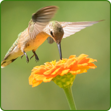 Hummingbird on Zinnia Lilliput Orange Flower