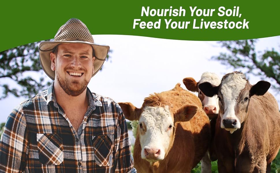 Berseem Clover For LIvestock High Crude Protein