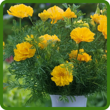 California Poppy Ideal for Containers & Garden Beds