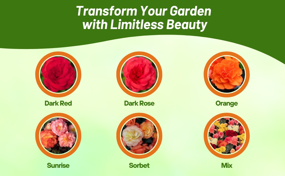 Varieties of Limitless Begonia Seeds For Sale