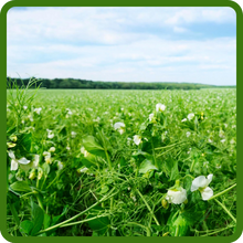 High Forage Yields of Spring Field Peas