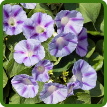 Long Lasting Ipomoea Purpurea Morning Glory