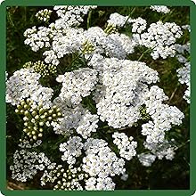 Achillea Wild White Yarrow For Wildlife