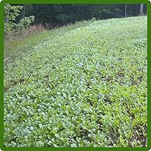 Exceptional Winter Hardiness Sweet Spot