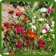 Drought Tolerant Lychnis Flower Mix