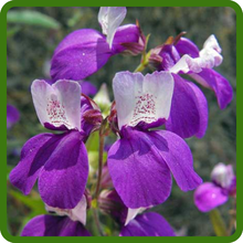 Chinese Houses Violet Pagoda-Like Flower Shape