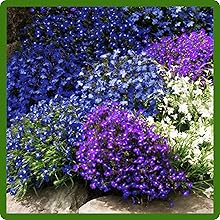 Dwarf, Compact Lobelia Ground Cover Plants