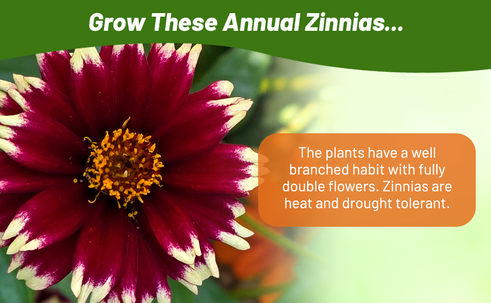 Annual Zinnia Aztec Burgundy Bicolor Cut Flower
