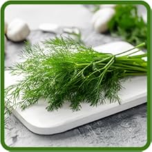 Fresh Cut Dill For Culinary Uses Salads, Pickles, Sauces