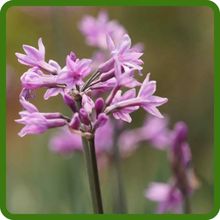 Fragrant Lilac-Pink Flowers of Society Garlic Plants