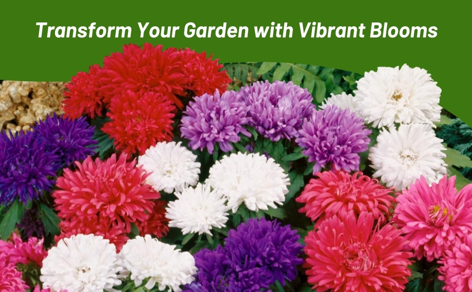 Callistephus Dwarf Milady Aster Flower Seed Mixture