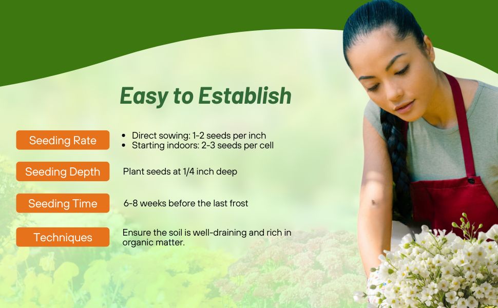 Planting Directions Gypsophila Baby's Breath