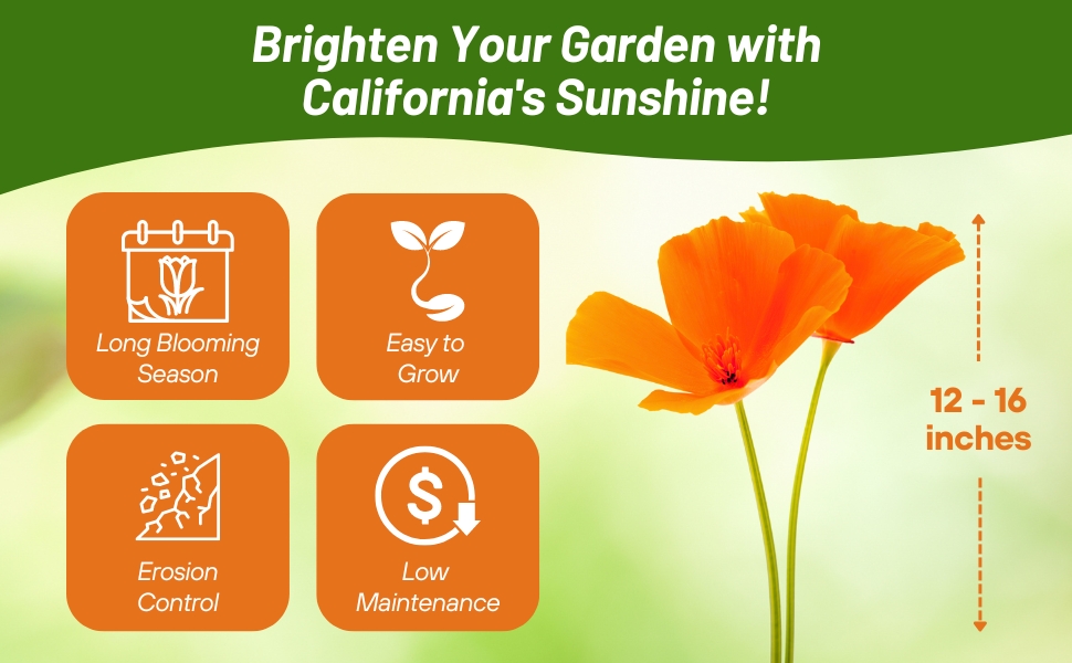 Self-seeding California Poppies & Long Bloom Season