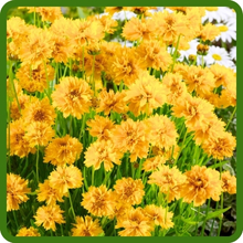 Combat Growth Habit of Early Sunrise Coreopsis