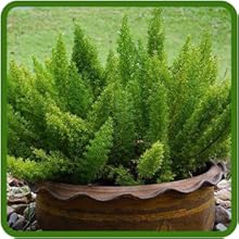 Low Maintenance Asparagus Fern Meyeri Container Plant