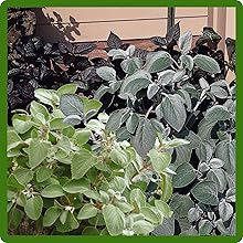 Perennial Low Mainteance Plactranthus Plants