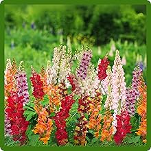 Snapdragon Dragon Mouth Blooms