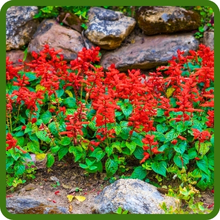 Long Bloom Season of Scarlet Sage Plants