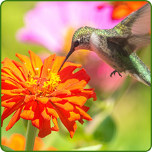 Hummingbird on Zinnia Lilliput Flower Pollinating