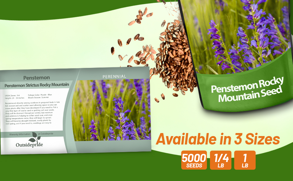 Rocky Mountain Penstemon Wildflower Seed For Sale