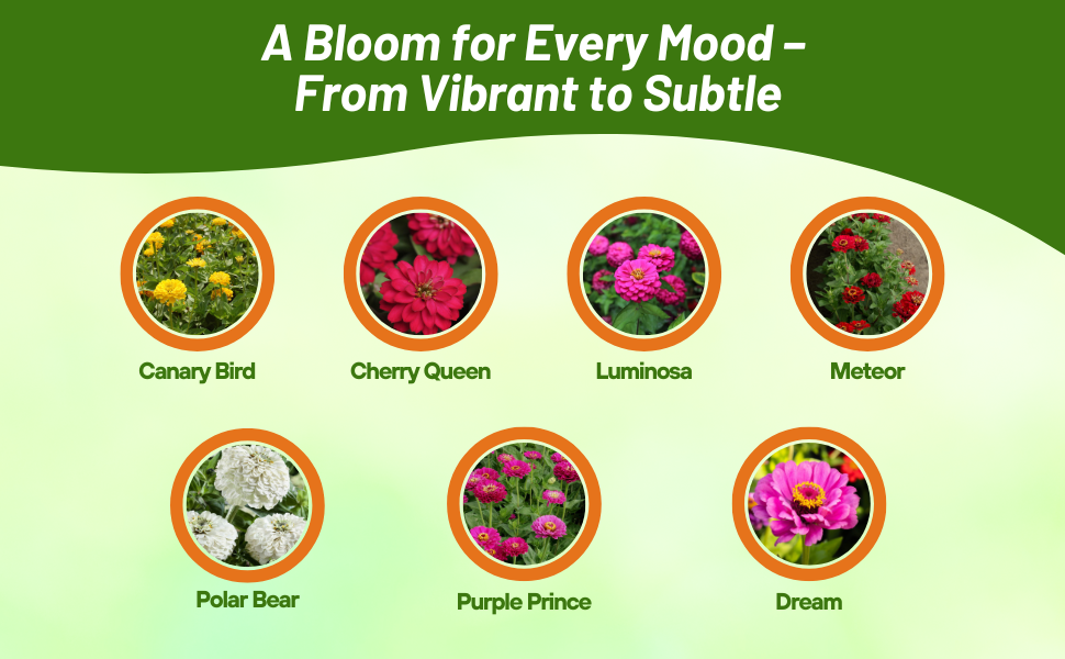 Varieties of Zinnia Dahlia Flowers