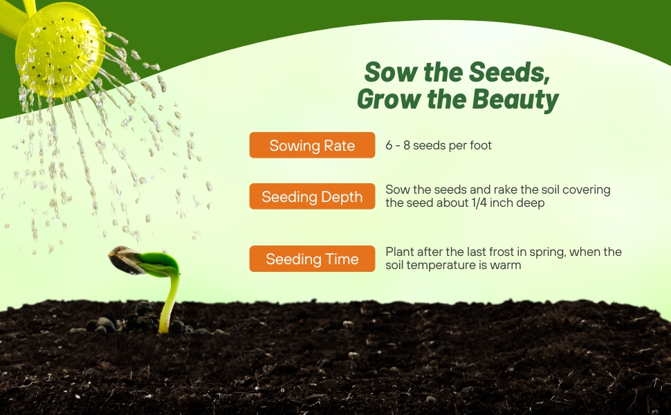 Planting Directions For Morning Glory Pearl Gates Seeds