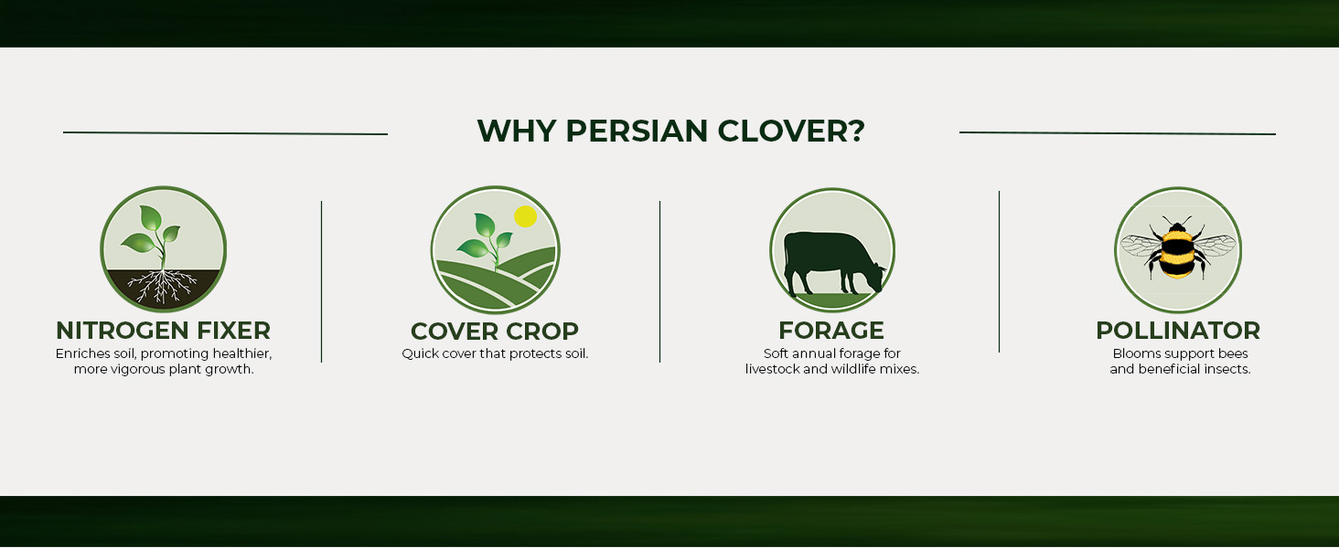Persian Clover Warm Season