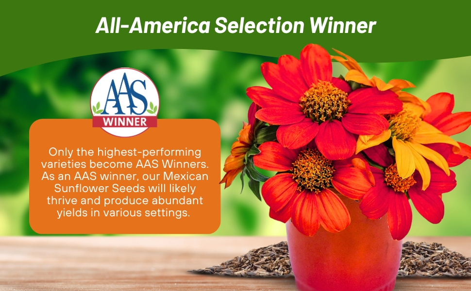 All American Selection Winner Tithonia Mexican Sunflower Red Torch