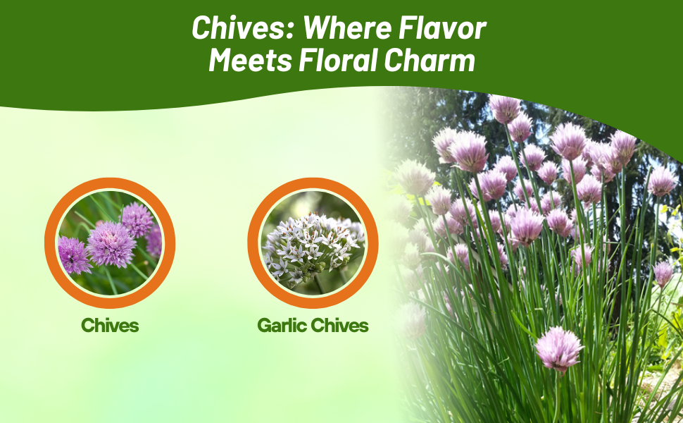 Chives & Garlic Chives Herb Varieties
